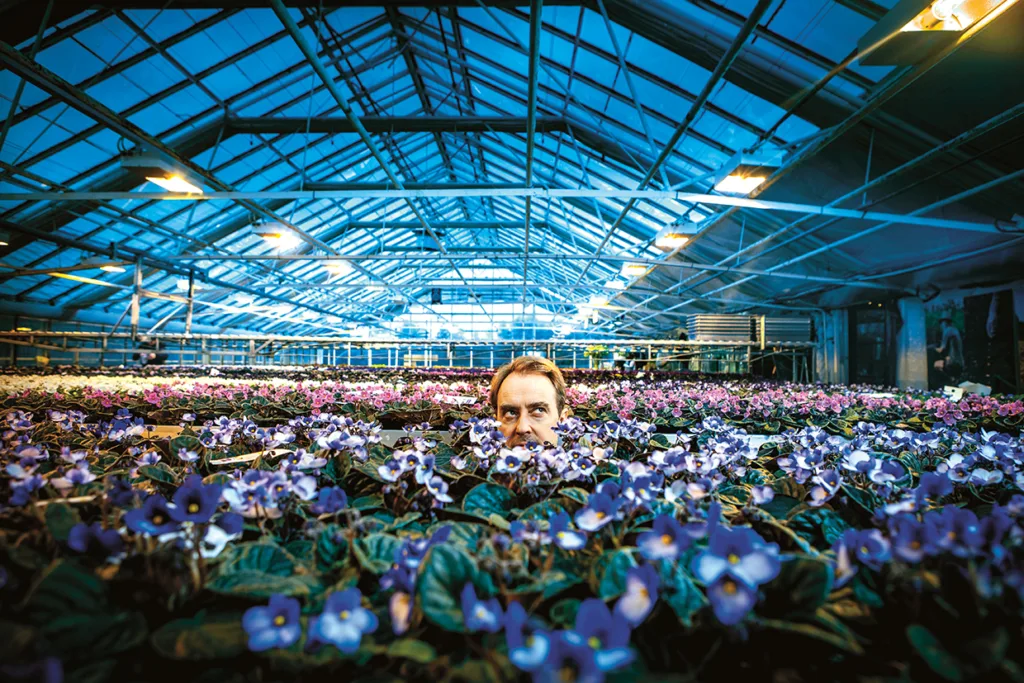 En person är delvis dold bland rader av lila och rosa afrikanska violer i ett stort glasväxthus med blå belysning i taket.