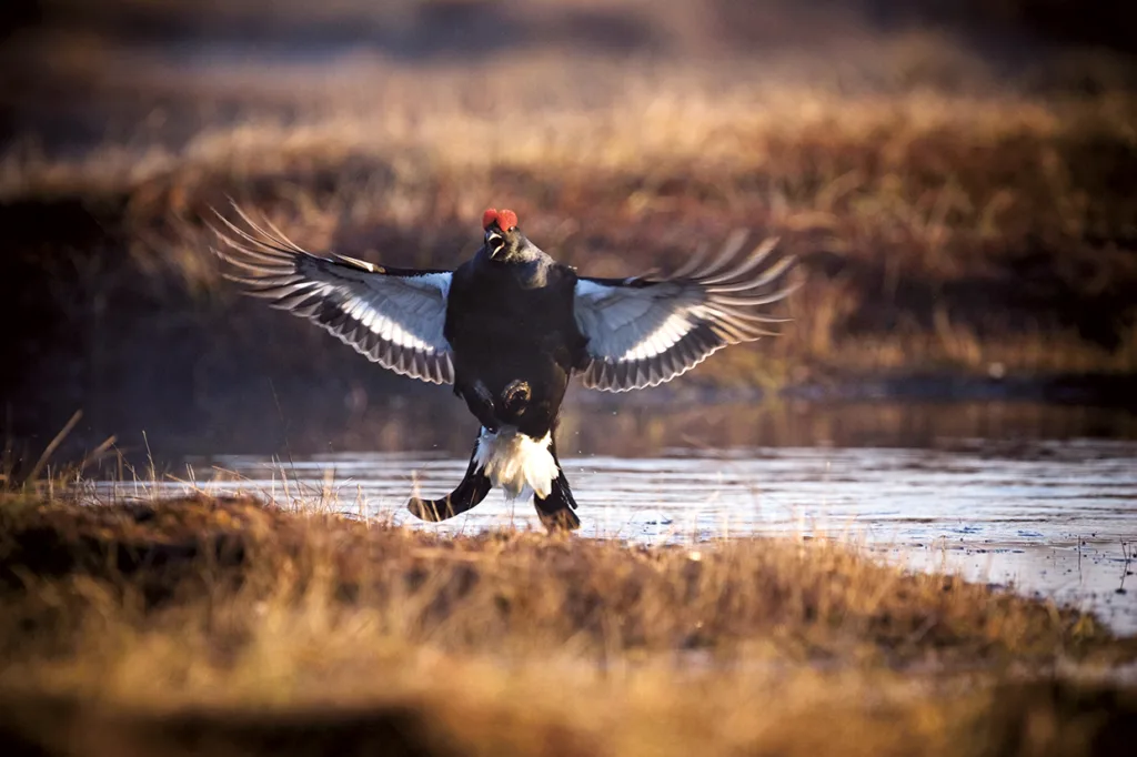 En svart ripa med utbredda vingar och röd kam utför en uppvisning på gräsbevuxen mark nära en liten vattensamling, med en suddig naturlig bakgrund.