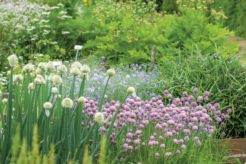 En lummig trädgård fylld av blommande gräslöksväxter med runda lila blommor och höga gröna stjälkar med vita blomhuvuden, omgivna av täta gröna bladverk och andra färgglada blommande växter.