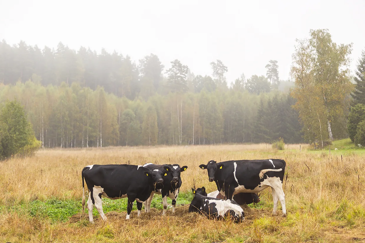 Fem svartvita kor står och vilar på ett gräsbevuxet fält med högt gult gräs, omgivet av träd och en skog i bakgrunden en dimmig dag.