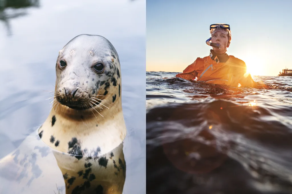 Bilder sida vid sida: till vänster, en närbild av en fläckig säl i vatten; till höger, en person iförd snorkelutrustning och en orange dräkt flyter i havet vid solnedgången.