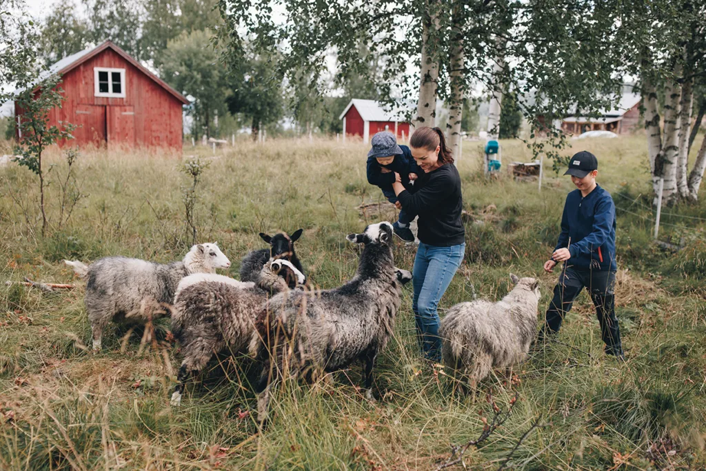 Heidi med barnen står bland en grupp får i ett gräsbevuxet, lantligt område med träd och röda träbyggnader i bakgrunden och interagerar med och matar djuren.