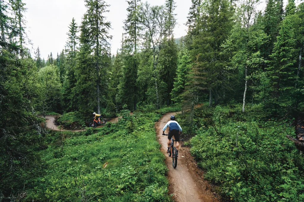 Två cyklister cyklar mountainbike på en slingrande grusväg genom en grönskande skog omgiven av höga träd och täta lövverk.