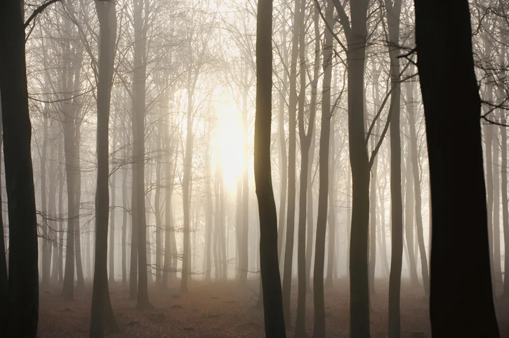 Solljuset skiner genom höga, bladlösa träd i en dimmig skog och skapar en disig, lugn atmosfär med mjukt ljus som filtreras mellan stammarna.