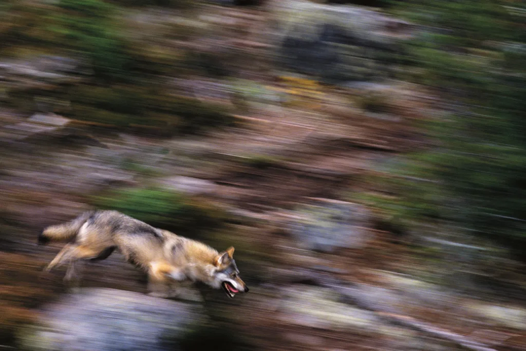 Ett rörelseoskärpt foto av en varg som springer genom en skog med öppen mun och spetsade öron, omgiven av jordnära toner, stenar och suddiga bladverk.