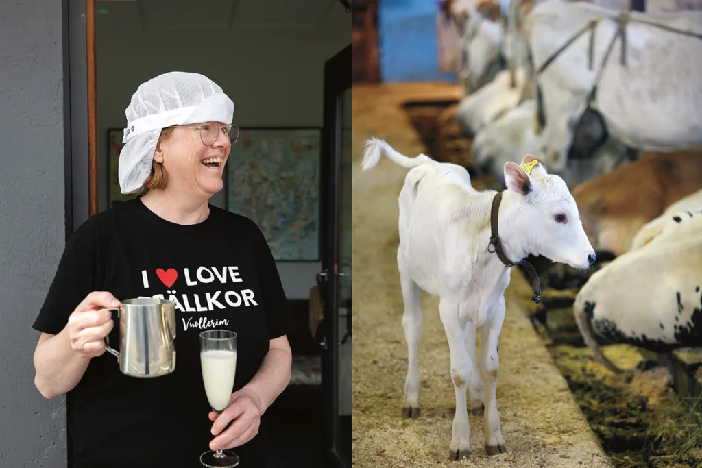 En leende person med hårnät och glasögon håller i en mjölkkanna och ett glas mjölk. Bredvid dem står en kalv i en ladugård med andra kor i bakgrunden.