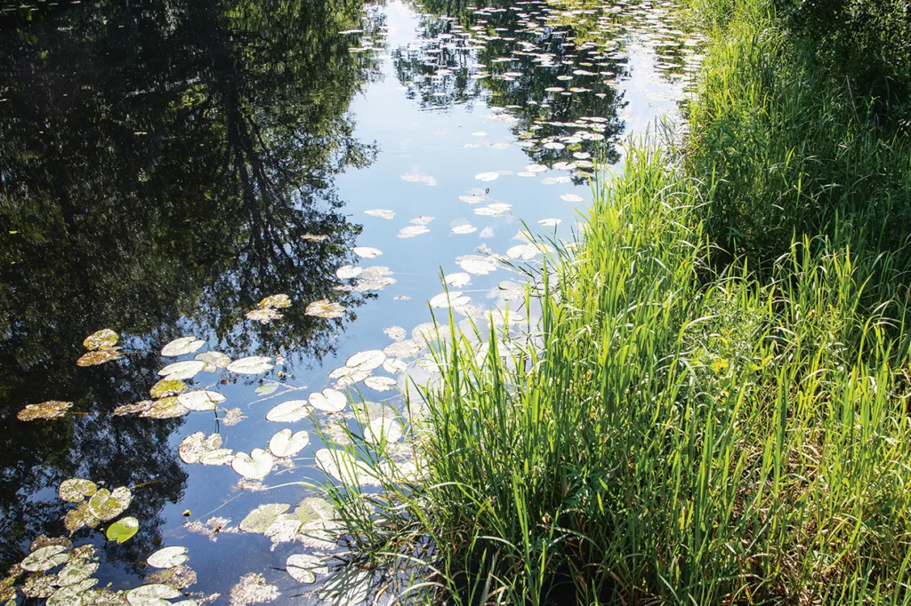 En damm med näckrosblad som flyter på det lugna vattnet och reflekterar träd och himmel. Högt grönt gräs växer längs den högra kanten av vattnet.