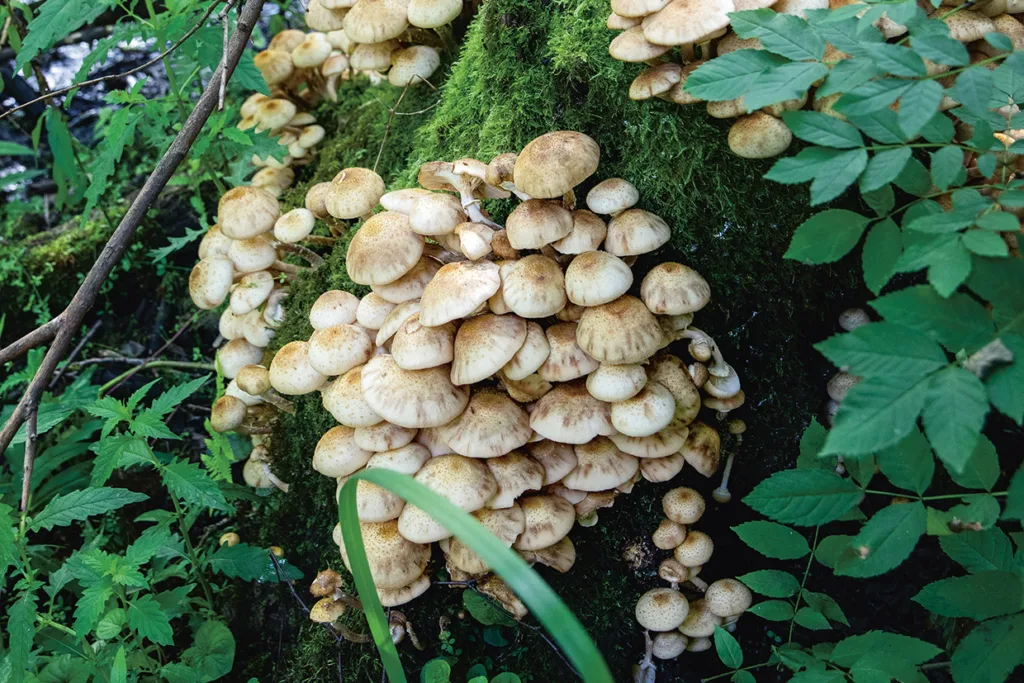 Ett stort kluster av beige svampar växer tätt på en mossig trädstam, omgiven av gröna blad och gräs i en skogsmiljö.