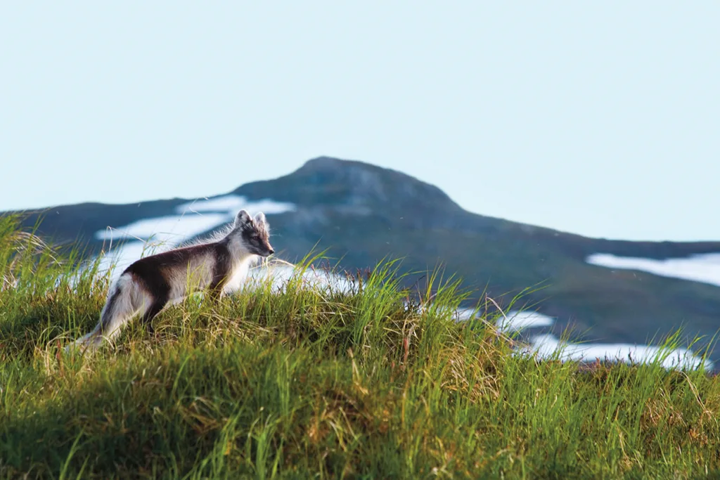 En fjällräv står alert på en gräsbevuxen kulle, med ett berg och snöfläckar synliga i bakgrunden under en klar himmel.
