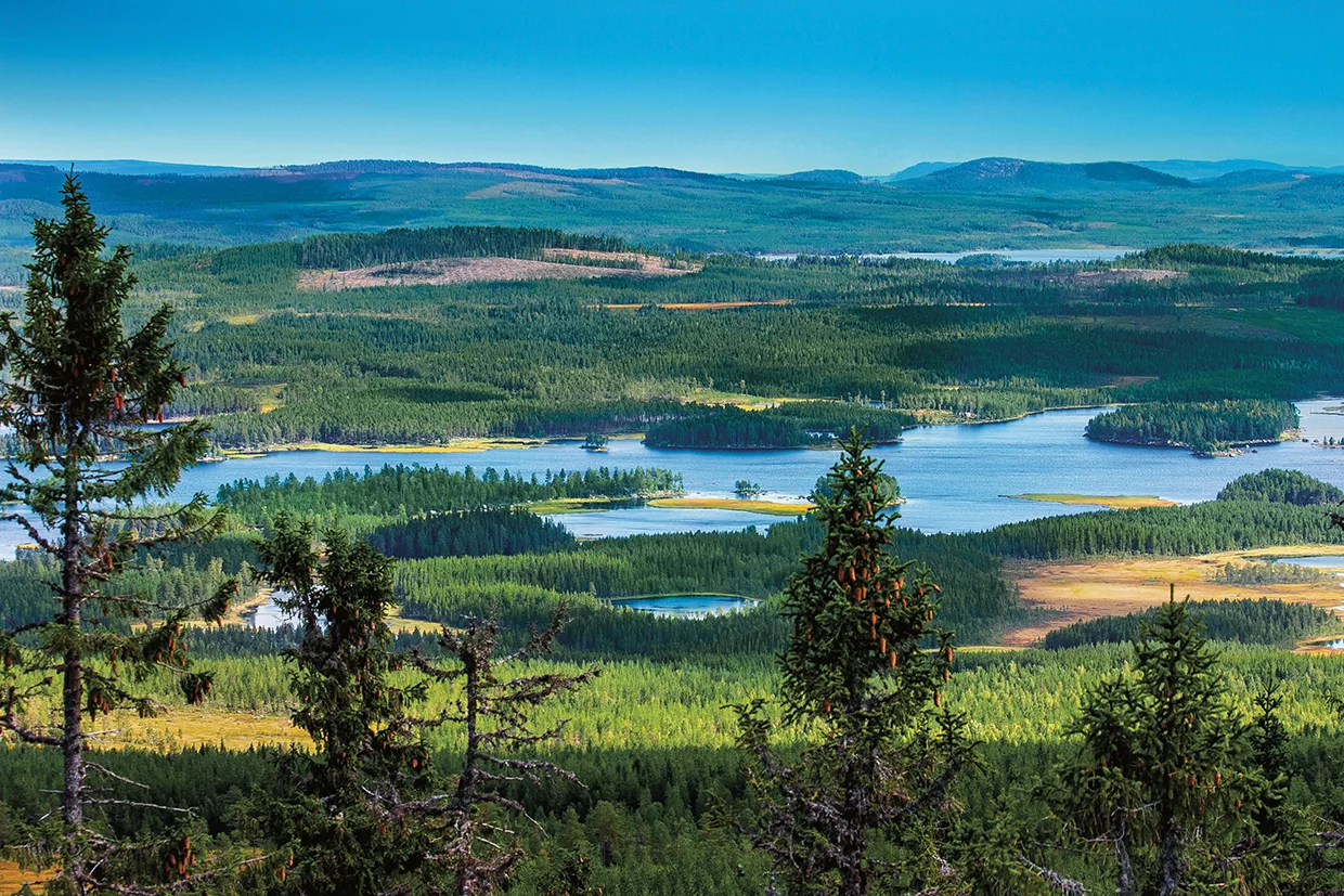 En panoramautsikt över en grönskande skog med slingrande floder och små sjöar, med böljande kullar i fjärran under en ljusblå himmel. Höga vintergröna träd ramar in förgrunden.