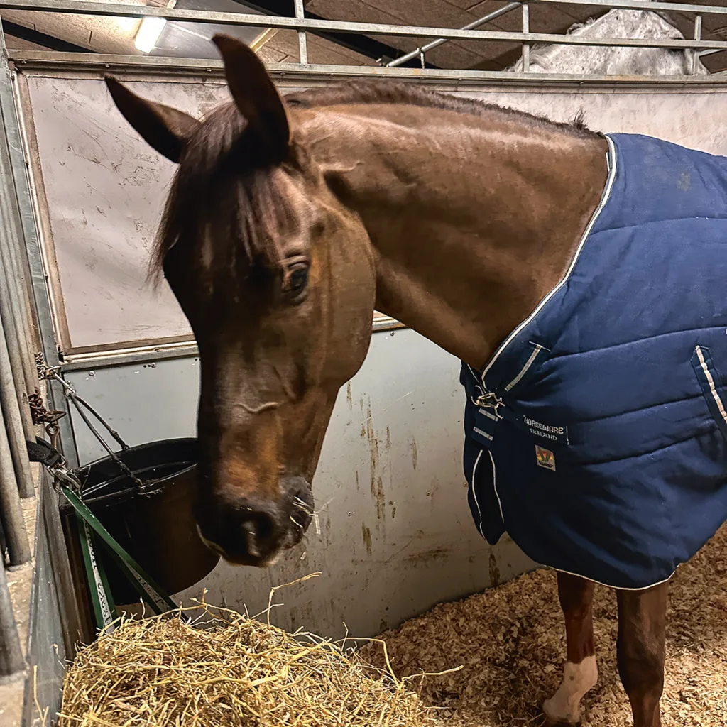 En brun häst med blått täcke står i ett stall med hö på marken och en svart foderhink fäst vid stallväggen. Boxen har vita paneler och är upplyst av taklampor.
