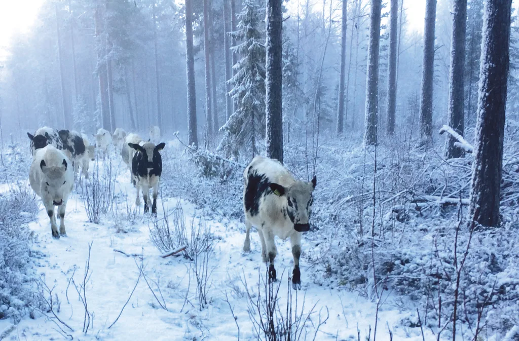 En grupp kor går längs en snöig stig i en skog med höga träd som är täckta av frost en kall vinterdag.