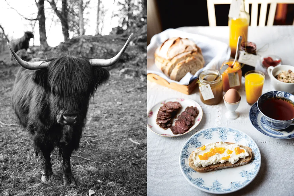 Delad bild: Till vänster ett svartvitt foto av en Highland-ko med långa horn utomhus; till höger ett färgfoto av ett frukostbord med bröd, sylt, juice, te, ägg och en brödskiva med ost och sylt.