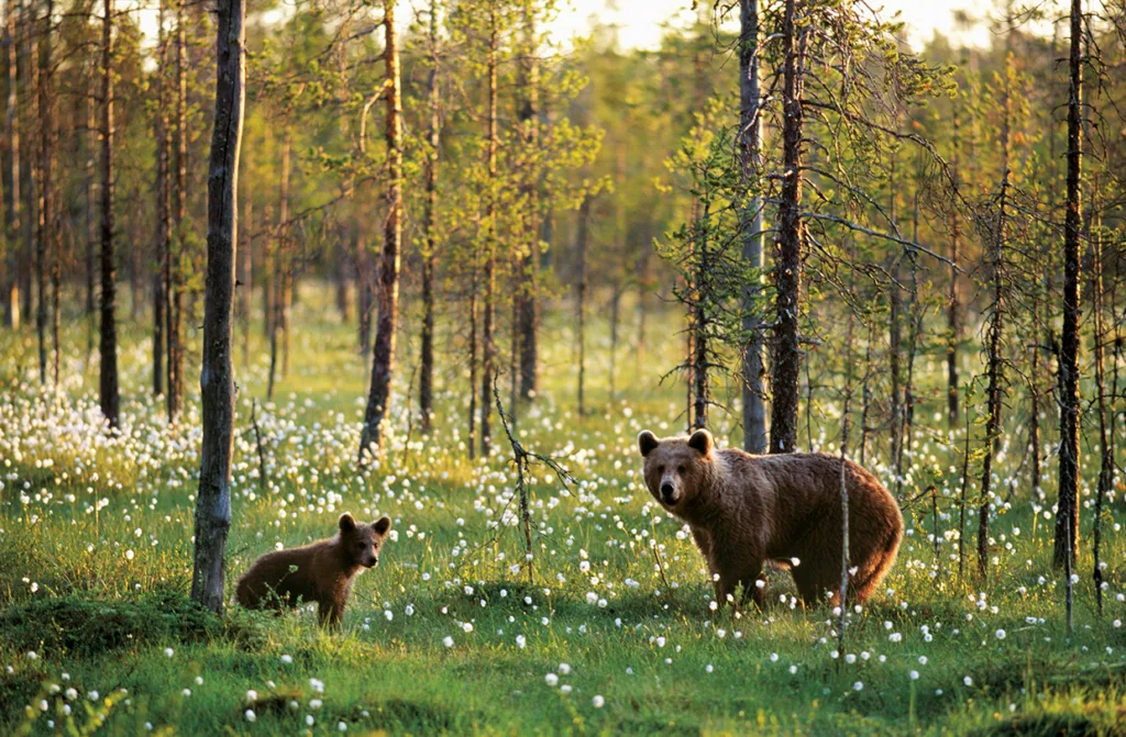 En brunbjörn och dess unge står i en solbelyst skogsglänta fylld med grönt gräs och vita vildblommor, omgiven av smala träd.