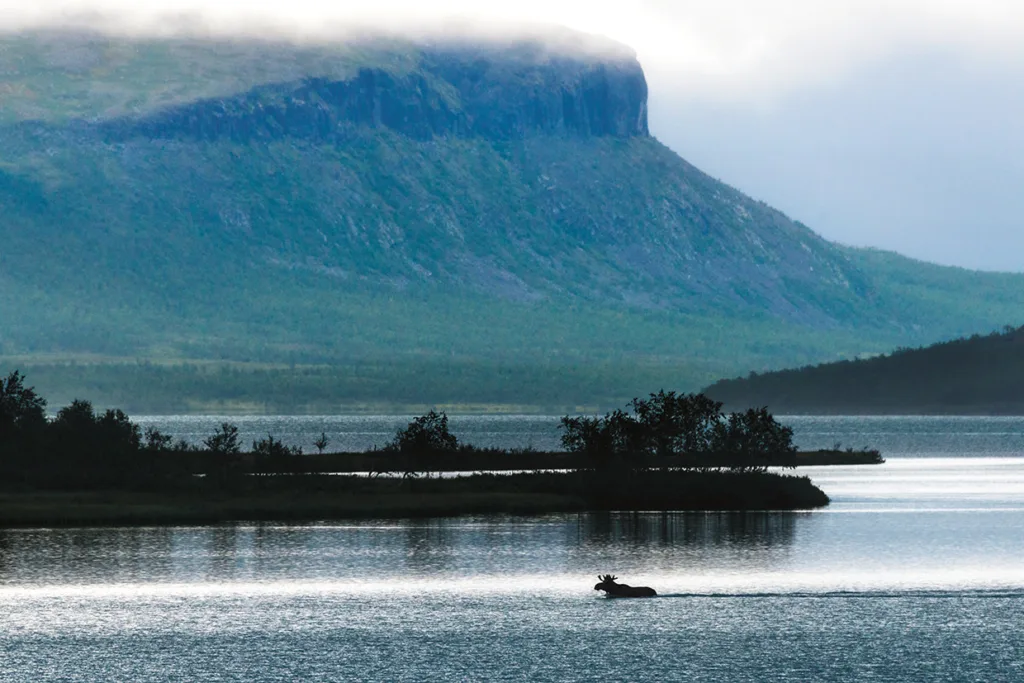 En älg simmar över en lugn sjö med en låg ö i bakgrunden, medan ett högt, dimmigt berg reser sig över vattnet under en molnig himmel.
