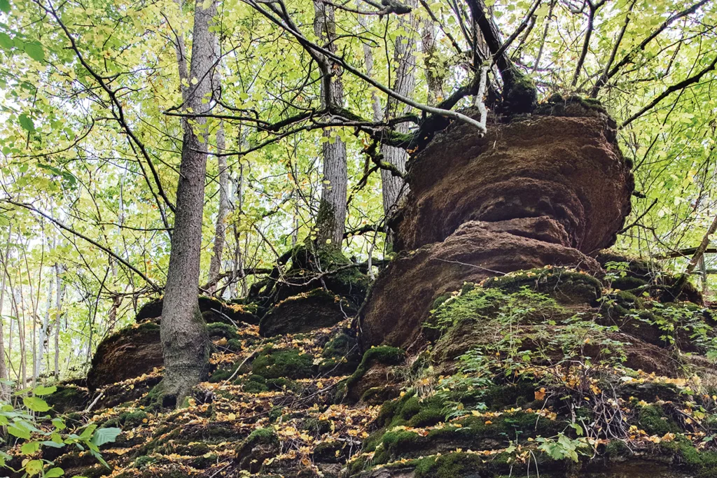 Stora, mossbeklädda klippformationer omgivna av träd med gröna blad i en skog. Klippan har skiktade, rundade former och är delvis täckt av nedfallna löv och växtlighet.