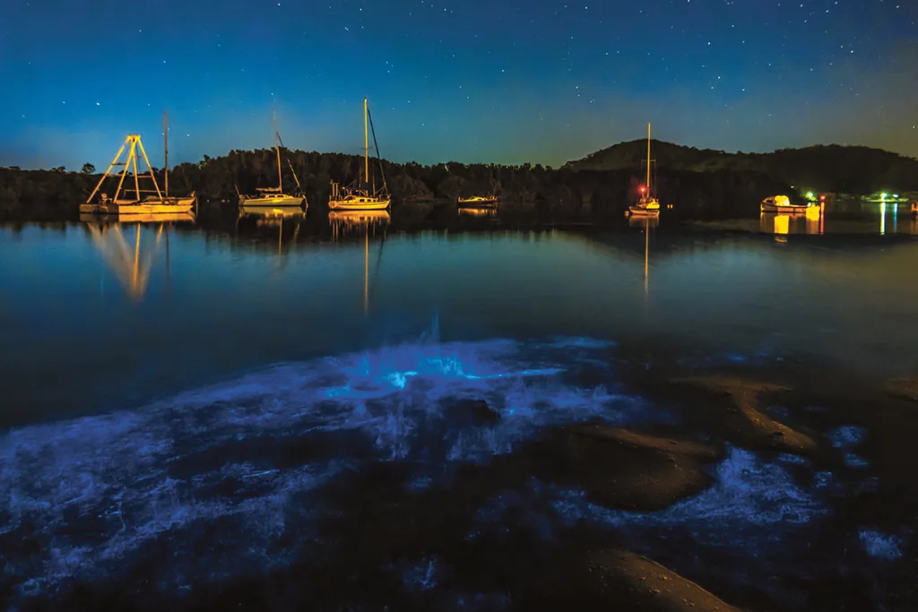 Flera segelbåtar ligger för ankar på lugnt vatten på natten under en stjärnklar himmel, med blå bioluminescens som lyser upp vattnet nära stranden i förgrunden. Träd kantar horisonten i bakgrunden.