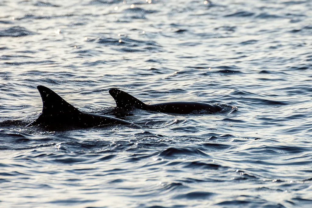 Två delfiner simmar tätt intill varandra nära vattenytan, med ryggfenorna och en del av ryggen synliga ovanför de mjuka, krusande havsvågorna i naturligt solljus.