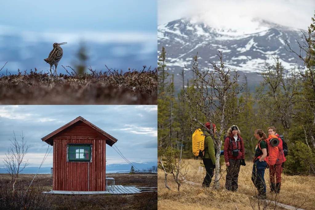 Ett collage visar: en fågel som står på tundran, ett snötäckt berg, en liten röd trästuga och fyra personer i friluftskläder som pratar på en gräsmatta nära träd.