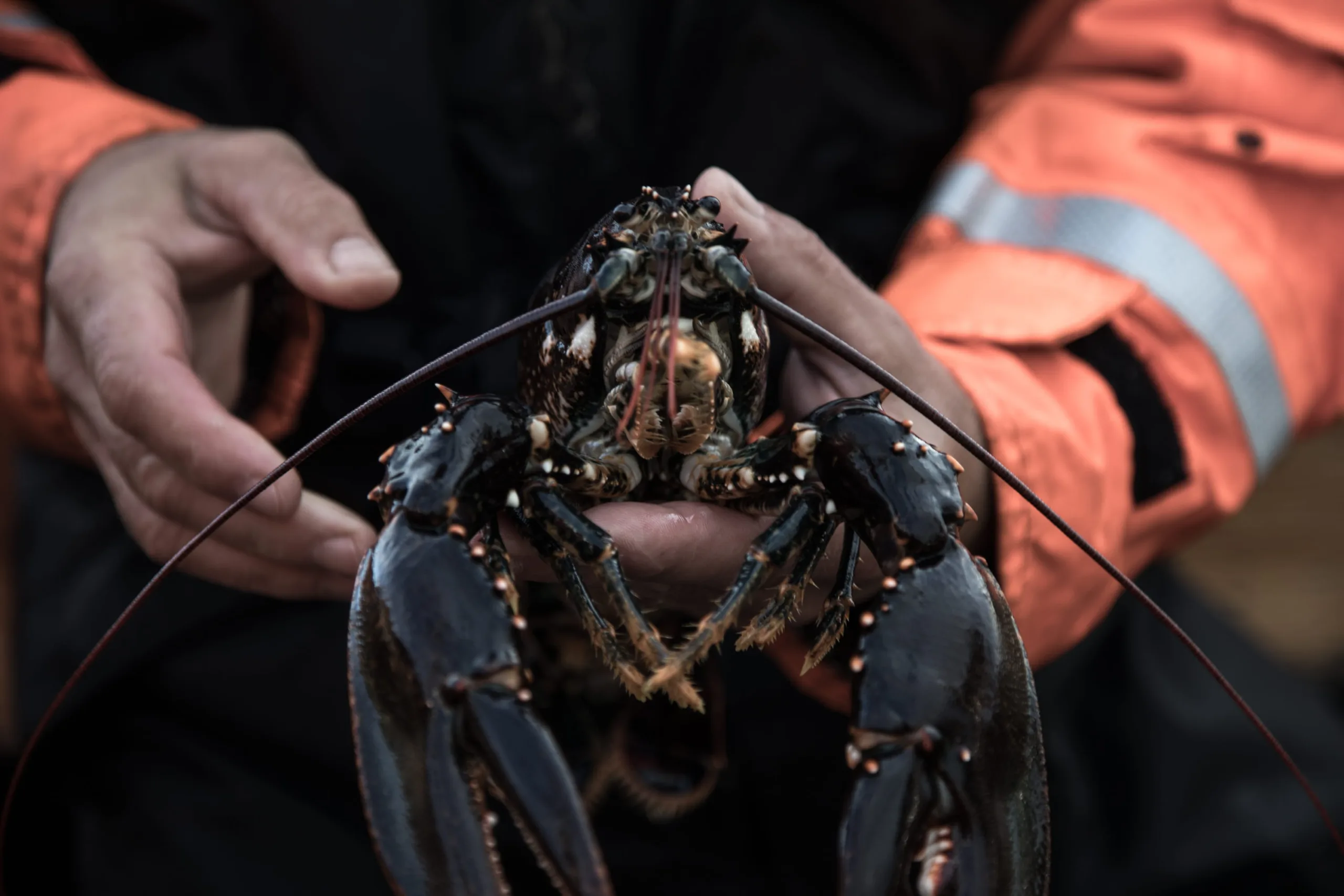 En person i orange regnjacka håller i en stor, mörkfärgad hummer som visar sina klor och långa antenner.