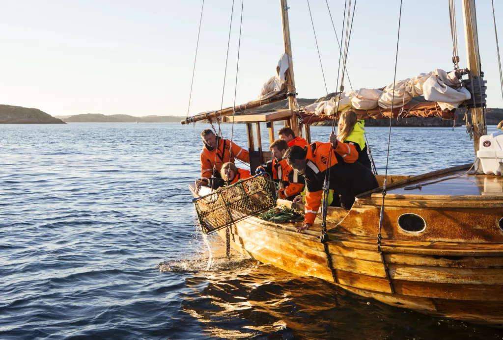 En grupp människor i orangefärgade flytvästar på en segelbåt av trä sänker ner en hummerfälla i det lugna havet, med klippiga öar i bakgrunden under en klar himmel.