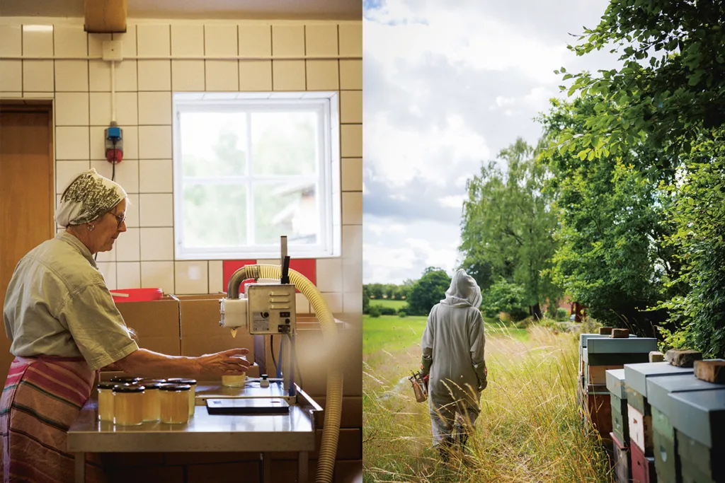 Till vänster fyller en kvinna i hårnät burkar med honung i ett kaklat rum. Till höger går en person i biodlardräkt längs färgglada bikupor vid ett fält och träd under en delvis molnig himmel.