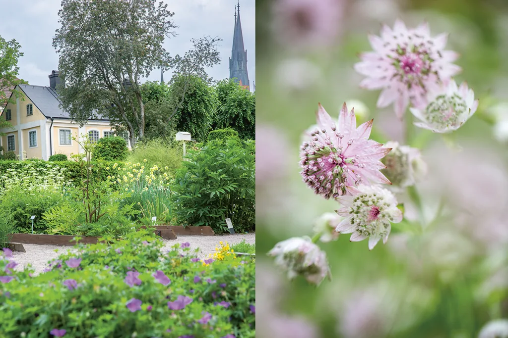 En lummig trädgård med blommande blommor, gröna växter och ett gult hus till vänster; närbild av fina rosa blommor till höger med en mjuk, suddig bakgrund.