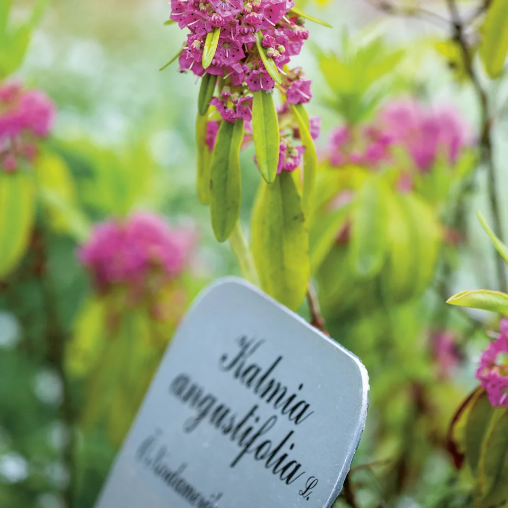 Närbild av rosa Kalmia angustifolia-blommor med gröna blad och en suddig växtidentifieringsskylt i förgrunden.