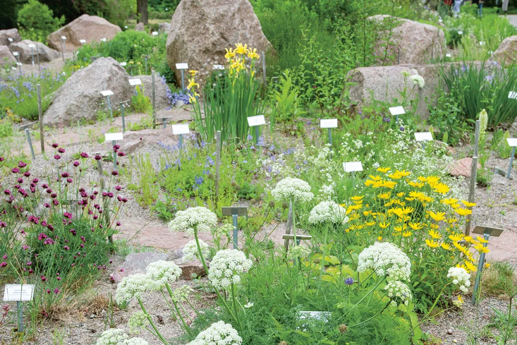 En frodig trädgård med olika blommande växter och stenar, varje växt märkt med en liten skylt. Gula, lila och vita blommor blommar bland gröna bladverk och stenstigar.