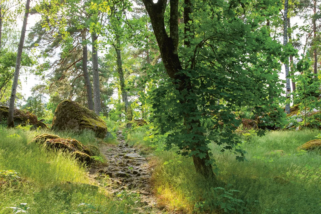 En solbelyst skog med en smal, stenig stig som slingrar sig genom grönt gräs och frodiga träd. Mossbevuxna stenar ligger bredvid stigen och solljuset silar genom det täta lövverket ovanför.