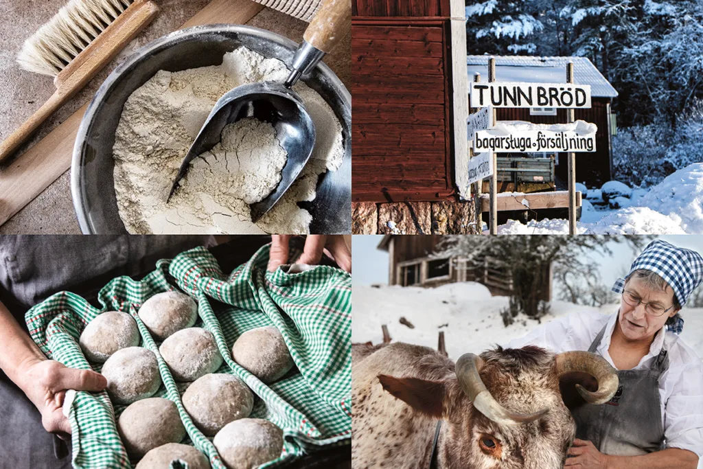 Fyra bilder: en mjölskål med en skopa, en snöig skylt med texten "Tunn Bröd", händer som håller i en bricka med degbollar med en grön handduk och en kvinna med huvudduk som klappar en brunvit ko.