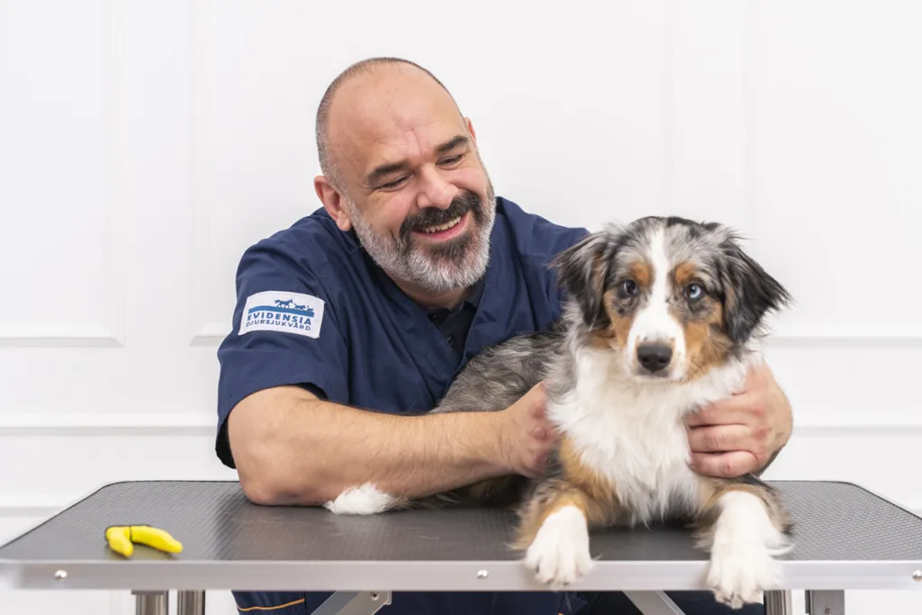 En leende man i blå uniform kramar försiktigt om en Australian Shepherd-hund på ett skötselbord, med skötselredskap i närheten, mot en vit bakgrund.