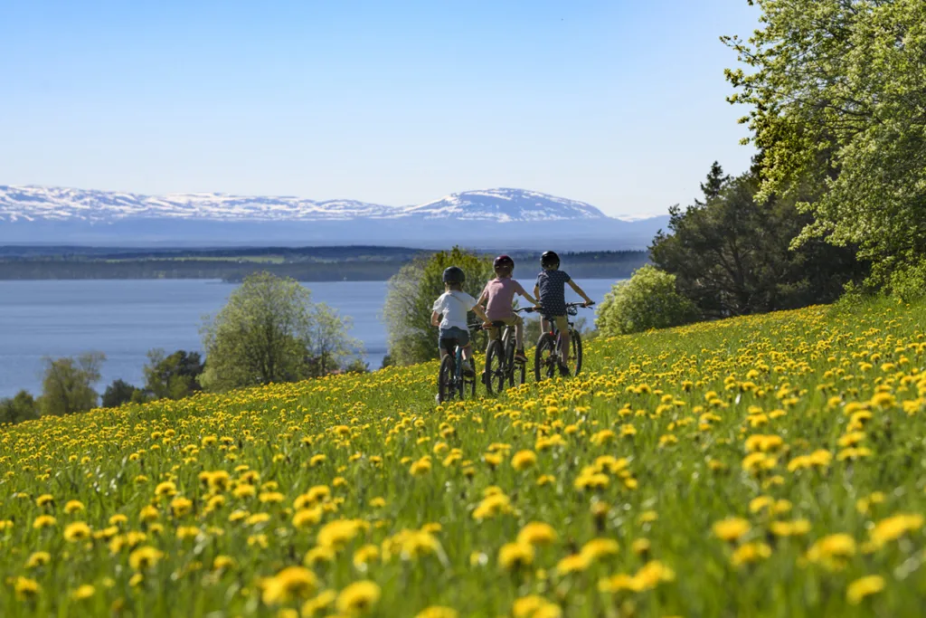 Tre barn cyklar genom ett fält med gula blommor en solig dag, med en sjö och snöklädda berg i bakgrunden under en klarblå himmel.